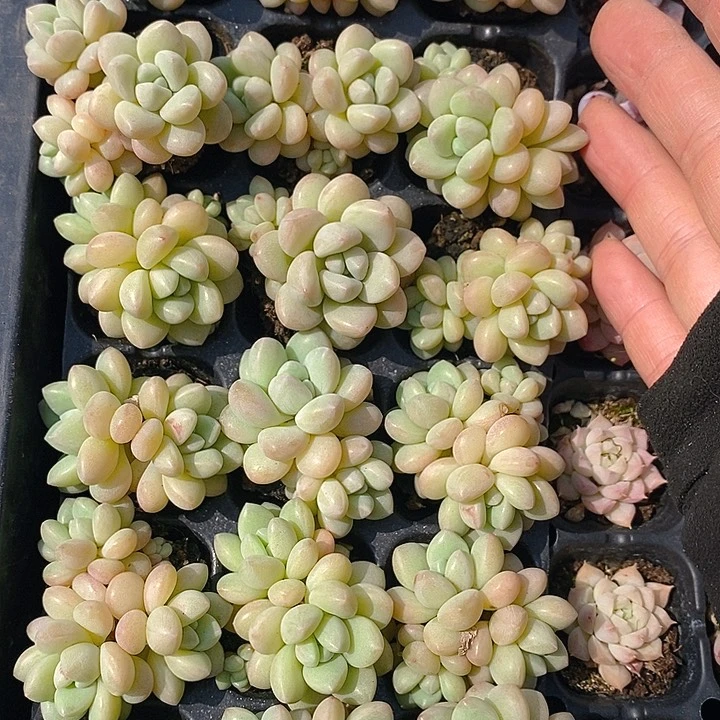 128 多肉植物盆栽花卉植物