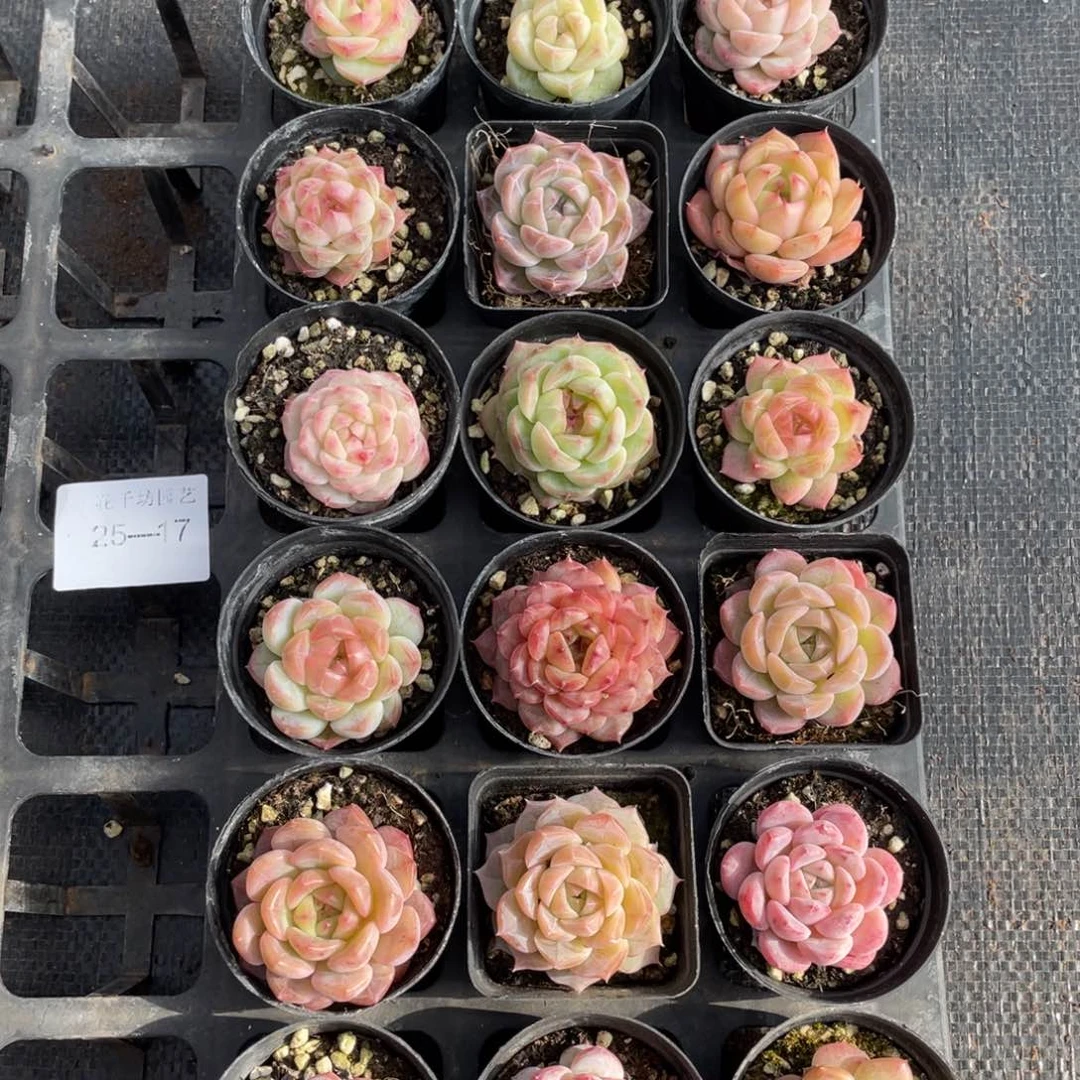 一物一拍18颗25-17