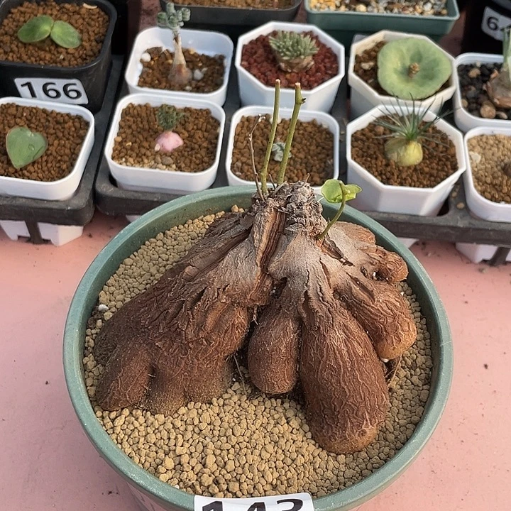 143超大象足龟甲龙