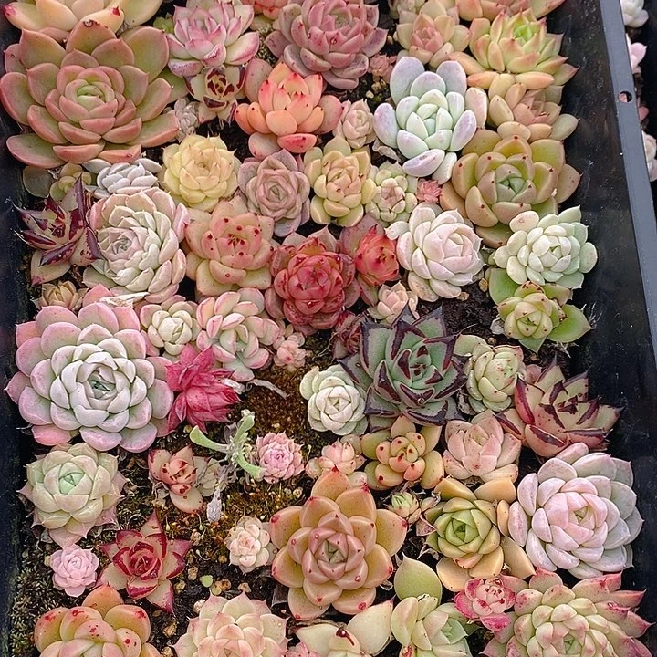 33 多肉植物盆栽花卉植物