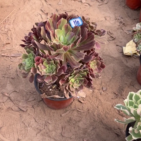青***栀110多肉植物组合，