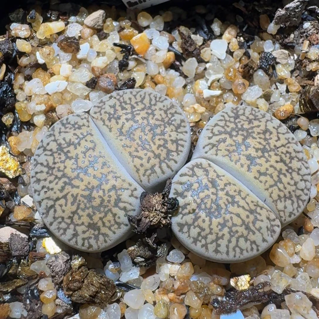 暖***Ozzzz生石花肉锥554