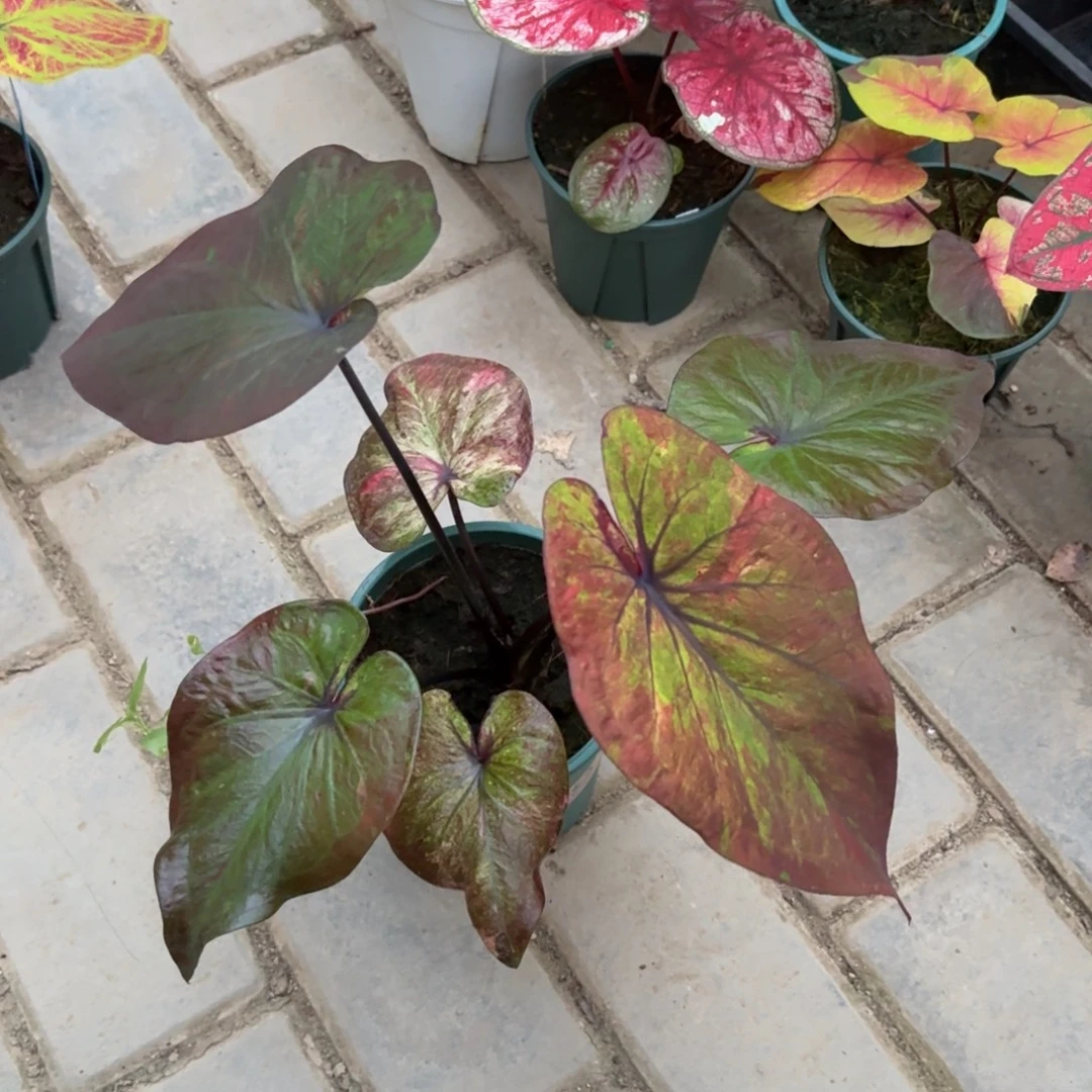 泰国彩叶芋38-1029