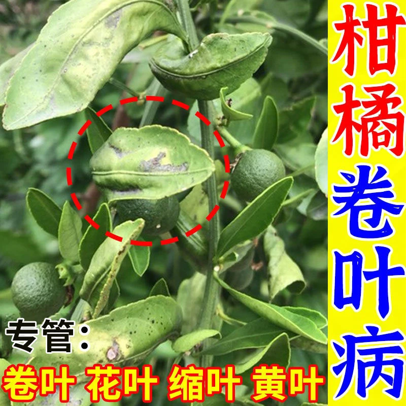 桔子树柑橘树黄叶卷叶病专用菌肥炭疽疮痂病沙皮黑斑病毒病叶面肥