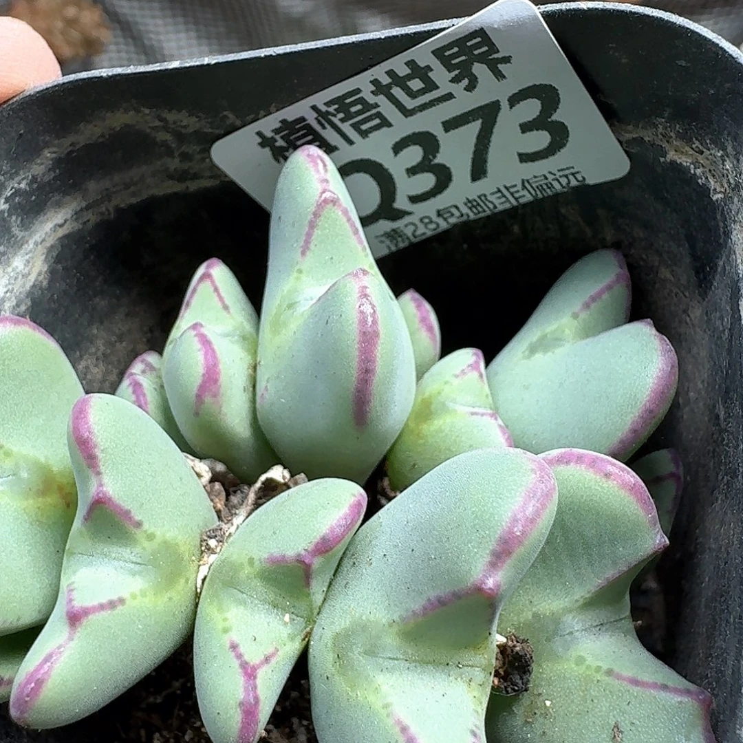 多肉植物的润泽xcq