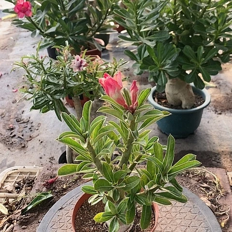 【闪购商品】无花朵小*豚