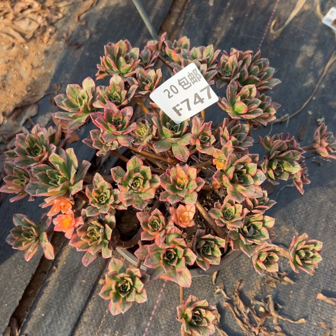 747甜茶，满20包邮