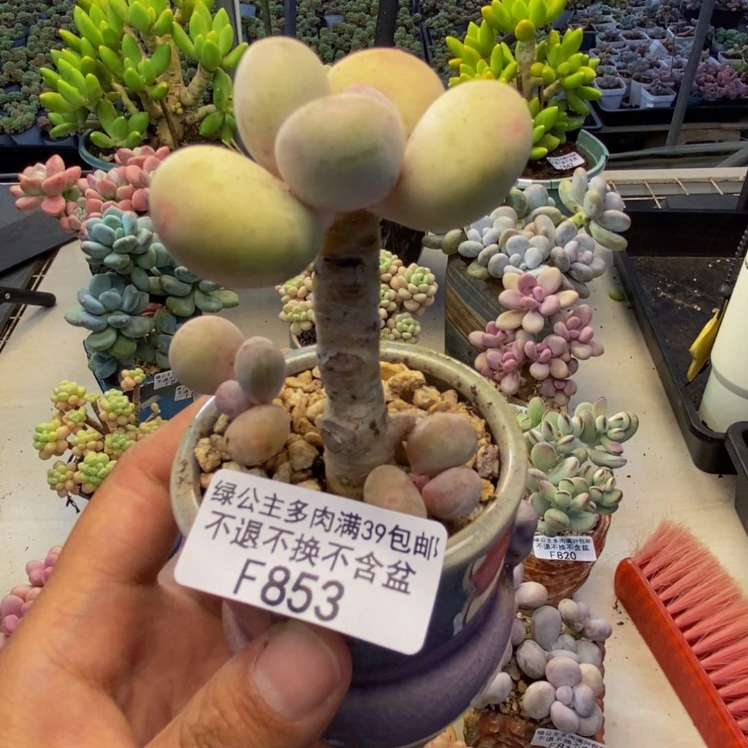 853蛋黄奶多肉5c m
