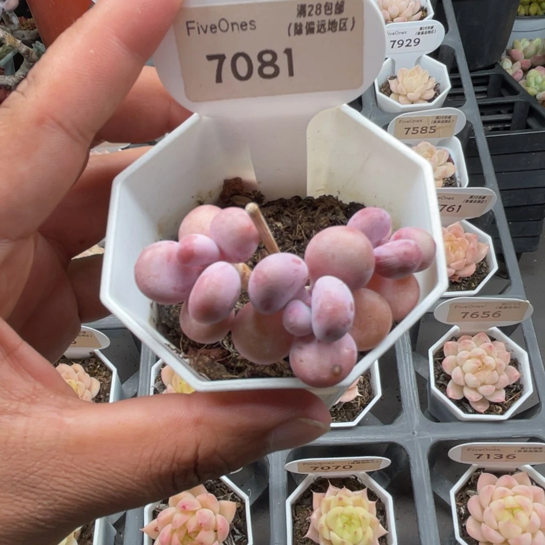 7081桃蛋4.0厘米