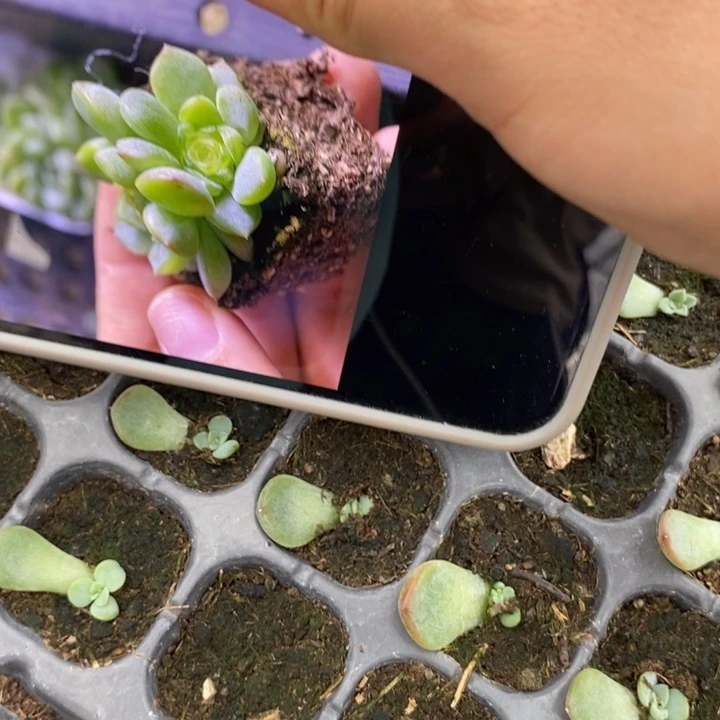 希米鹿3芽苗一个多肉
