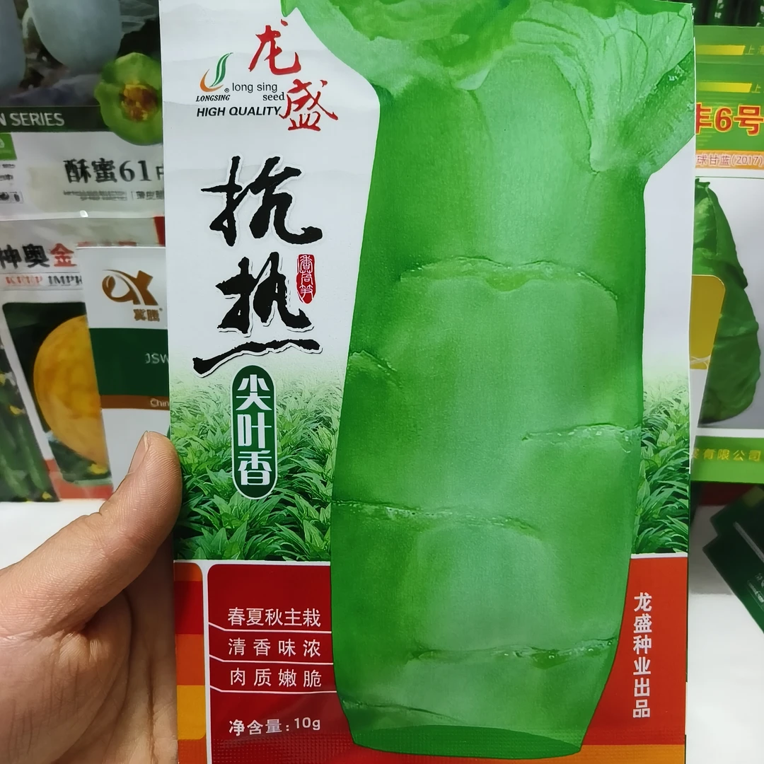 金香玉抗热莴笋种子尖叶莴苣绿皮绿肉清香高产莴苣种子