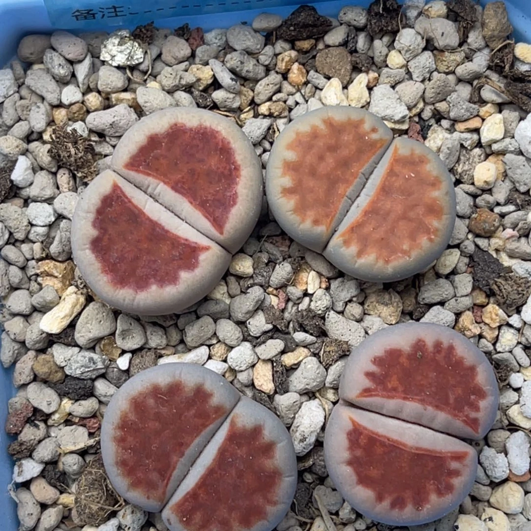 4544红窗冰橙四颗。