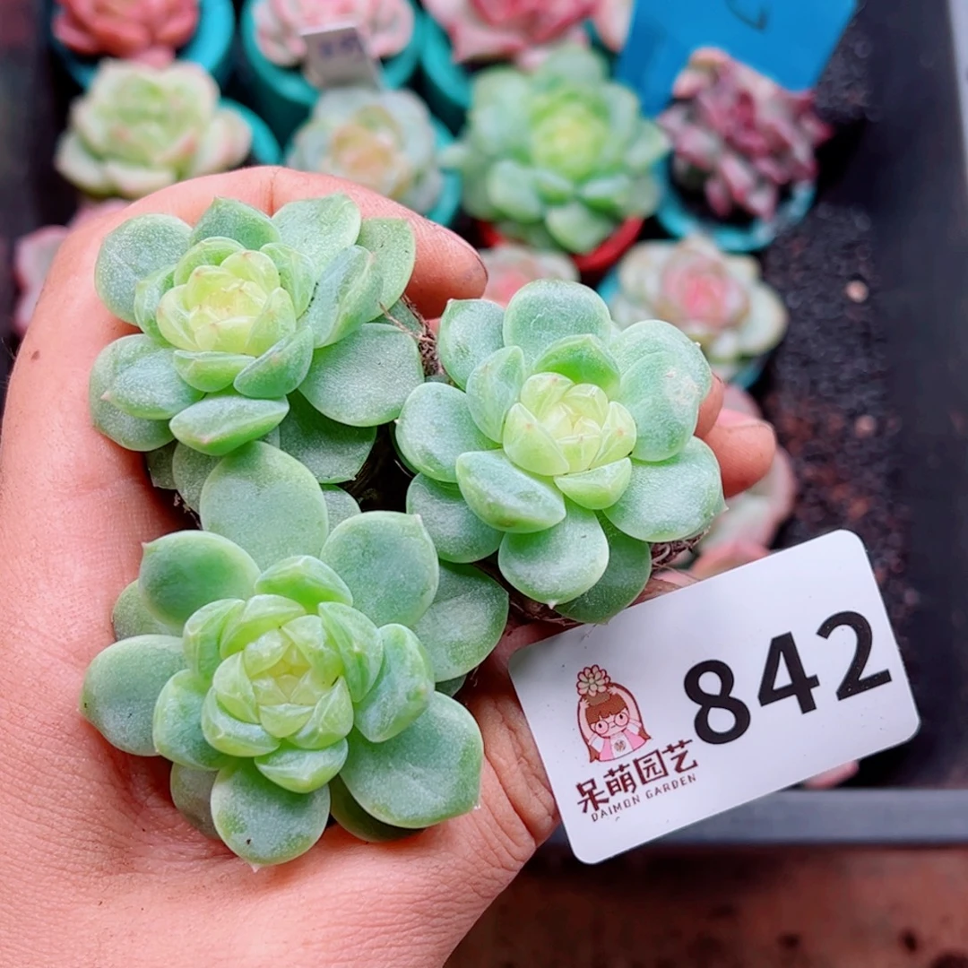 多肉植物多肉植物