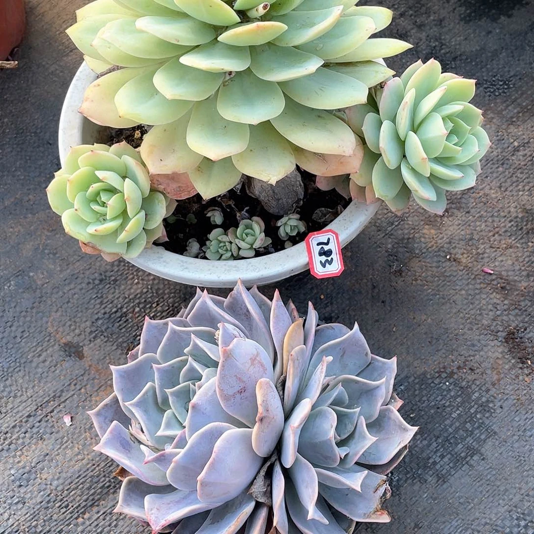 783➕784两颗 一物一拍多肉