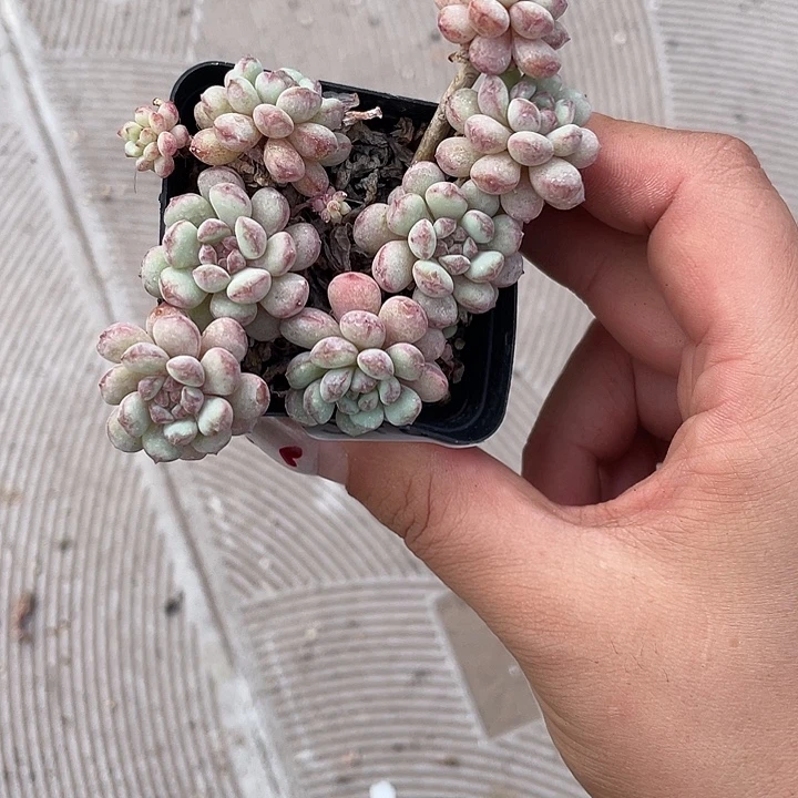 248。 小红蛋。