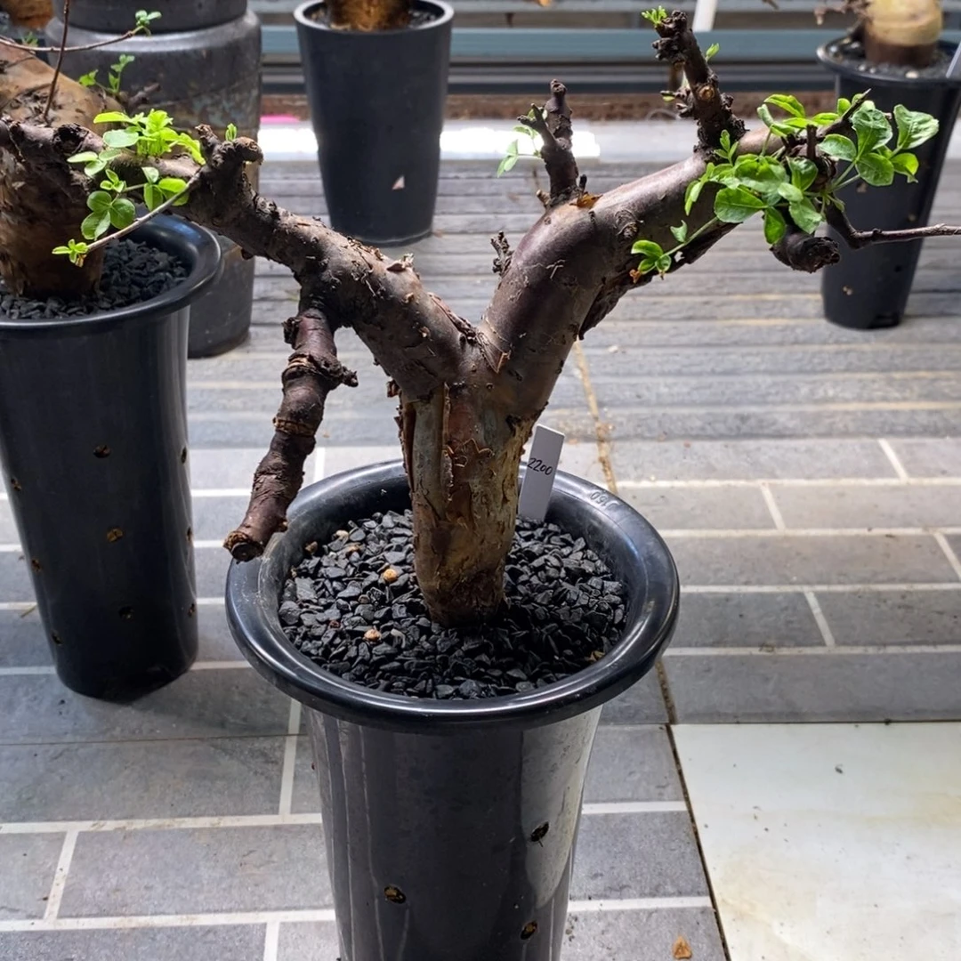 博然恩斯黑皮橄榄产地熟桩