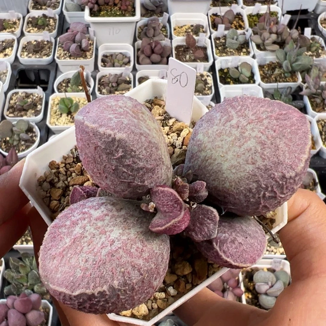 带桩哈默猪肝多肉植物水泡