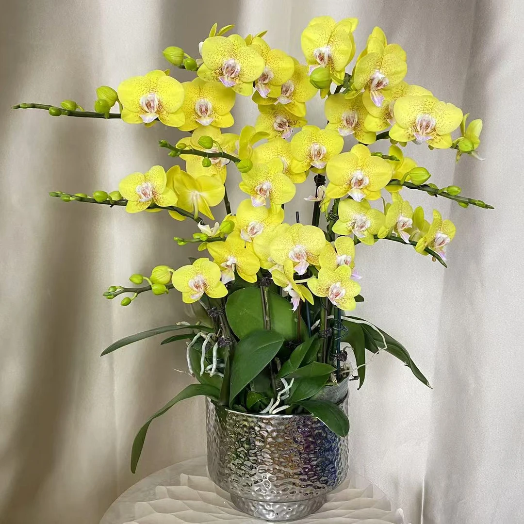 （半亩花坊）香菠萝 欧洲进口蝴蝶兰室内客厅卧室精品观赏花卉组盆