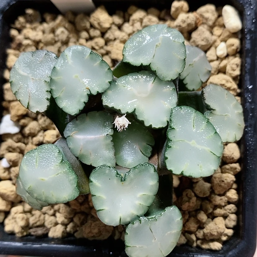 【闪购商品】75天照万象