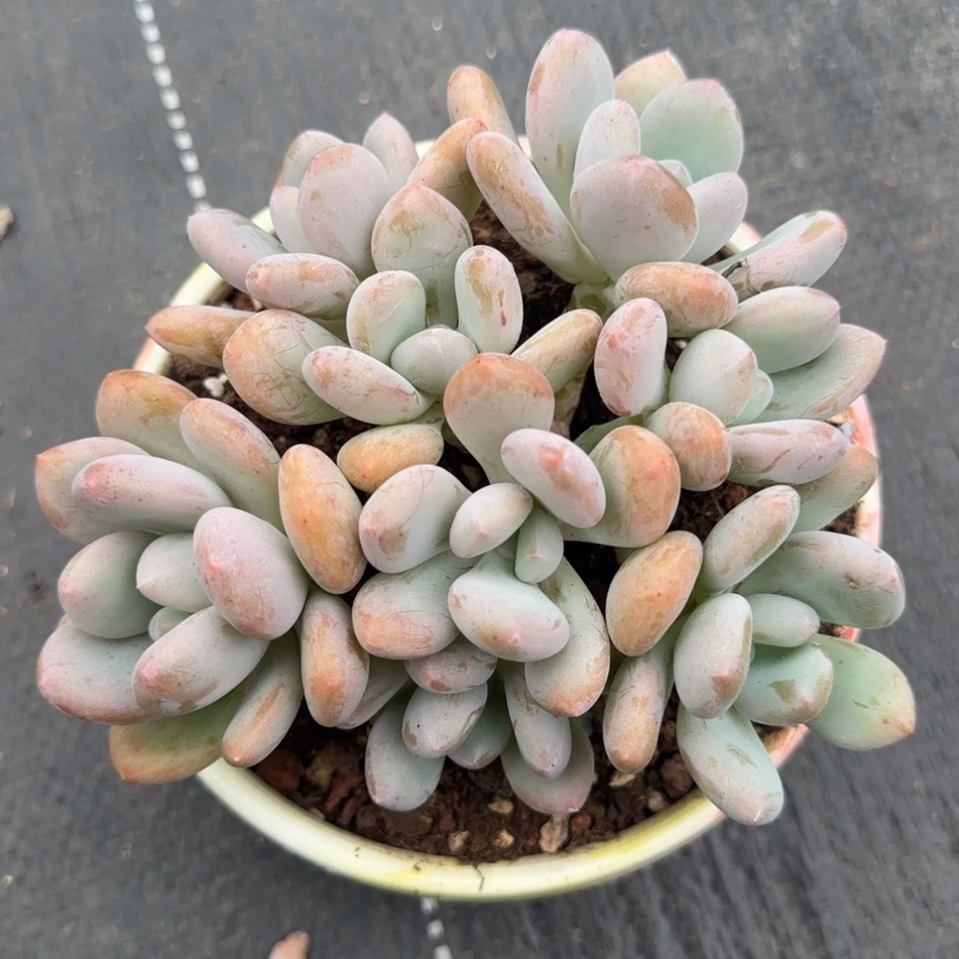 多肉植物一物一拍