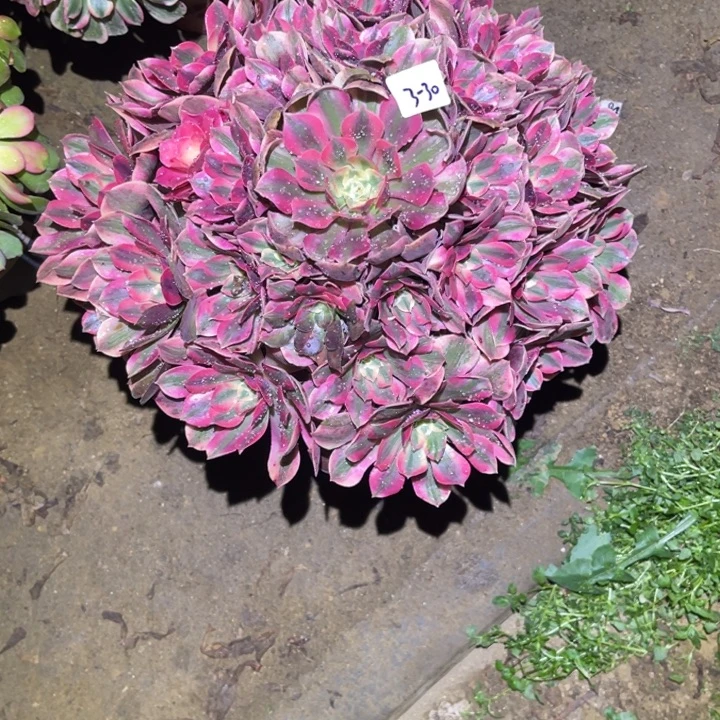 1-3-30粉女妖法师锦