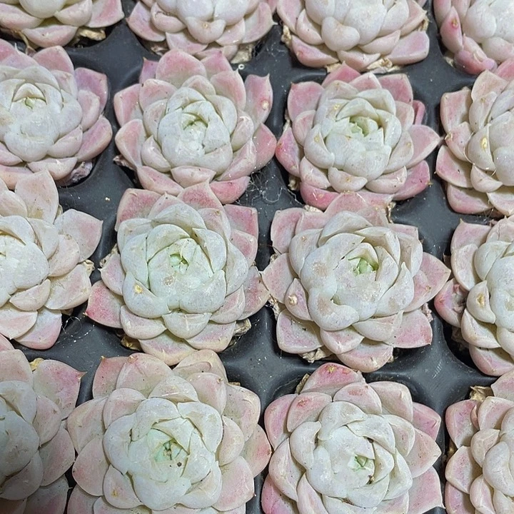 小单头白女王1.5带土