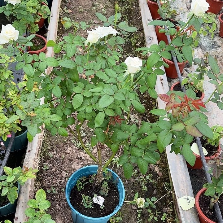 无花朵西藏二加仑