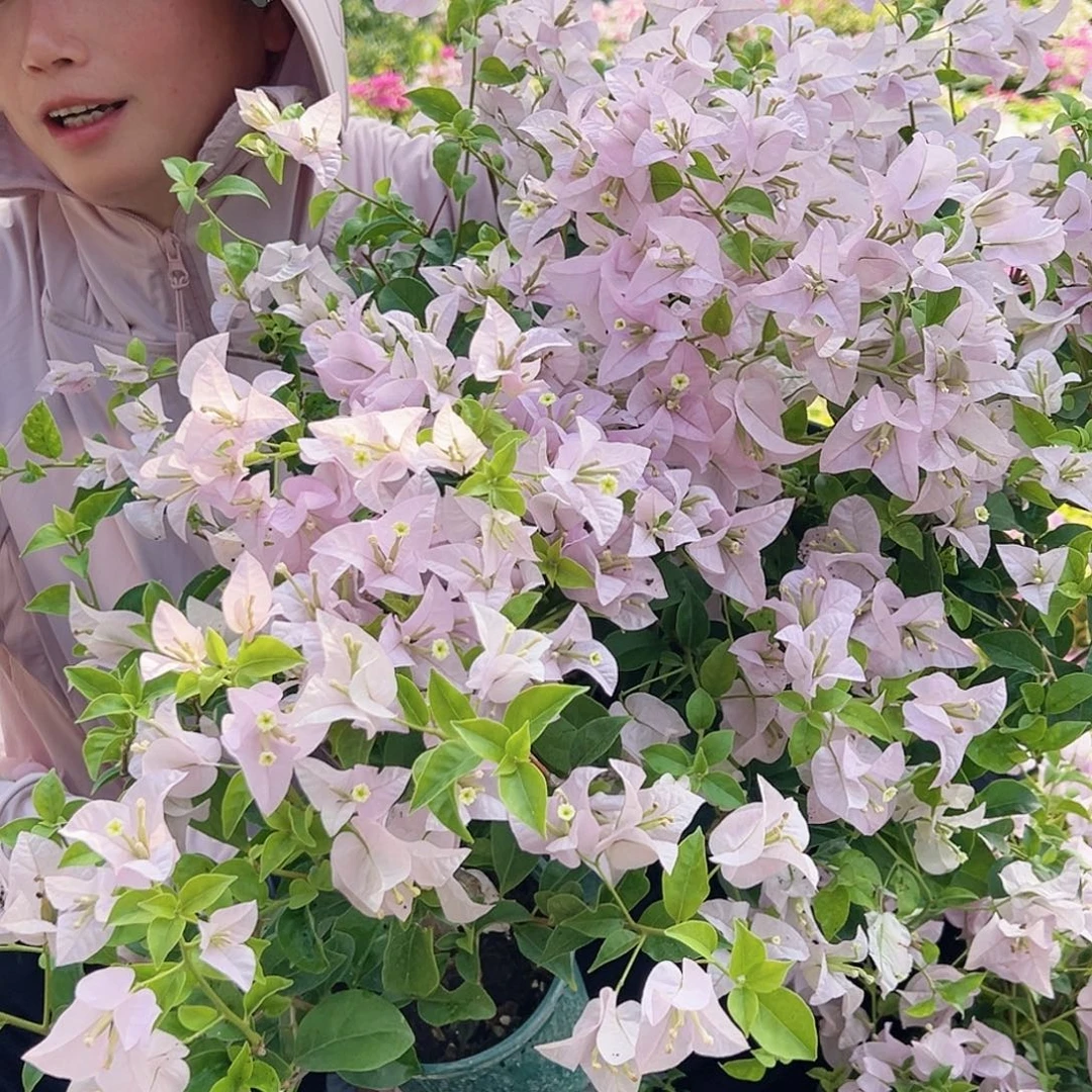 完全开放苹果hua掌中宝一棵