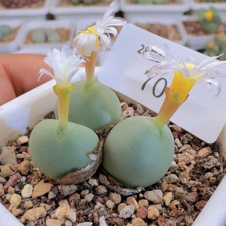 70 白花拳拳。