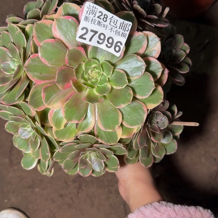 27996花妖多肉植物