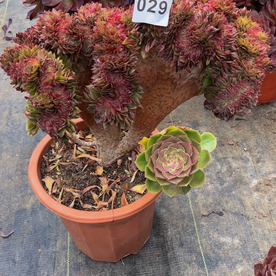 ****₁多肉植物万缀029法师