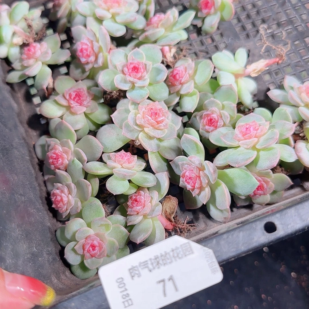 0018---71紫烟糖心珍妮