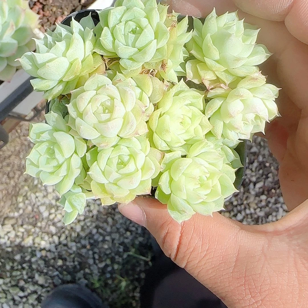 紫***粉【闪购商品】0916-108福利（不包整）