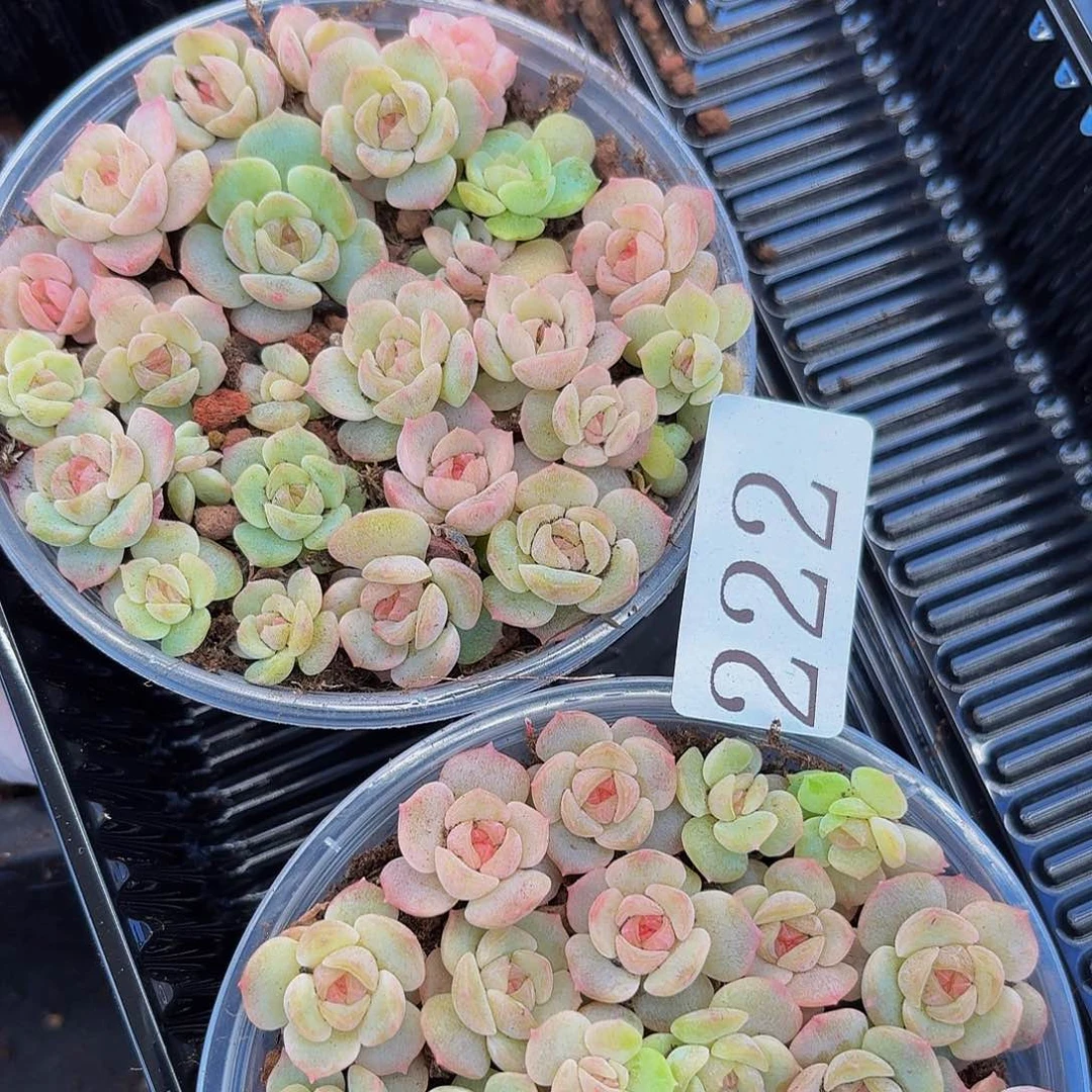 米*多肉植物多肉植物222