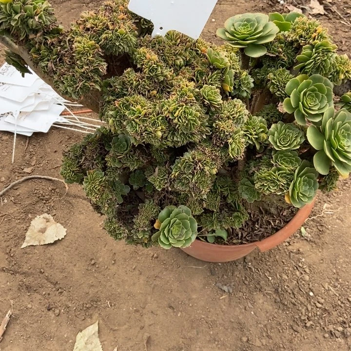 光***狂A061原始绿原始绿原始绿