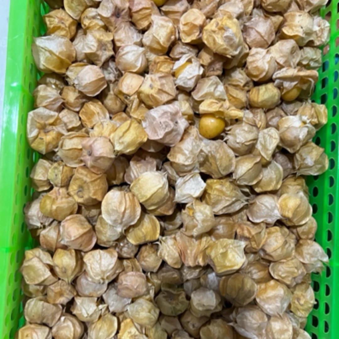东北姑娘果（大果）