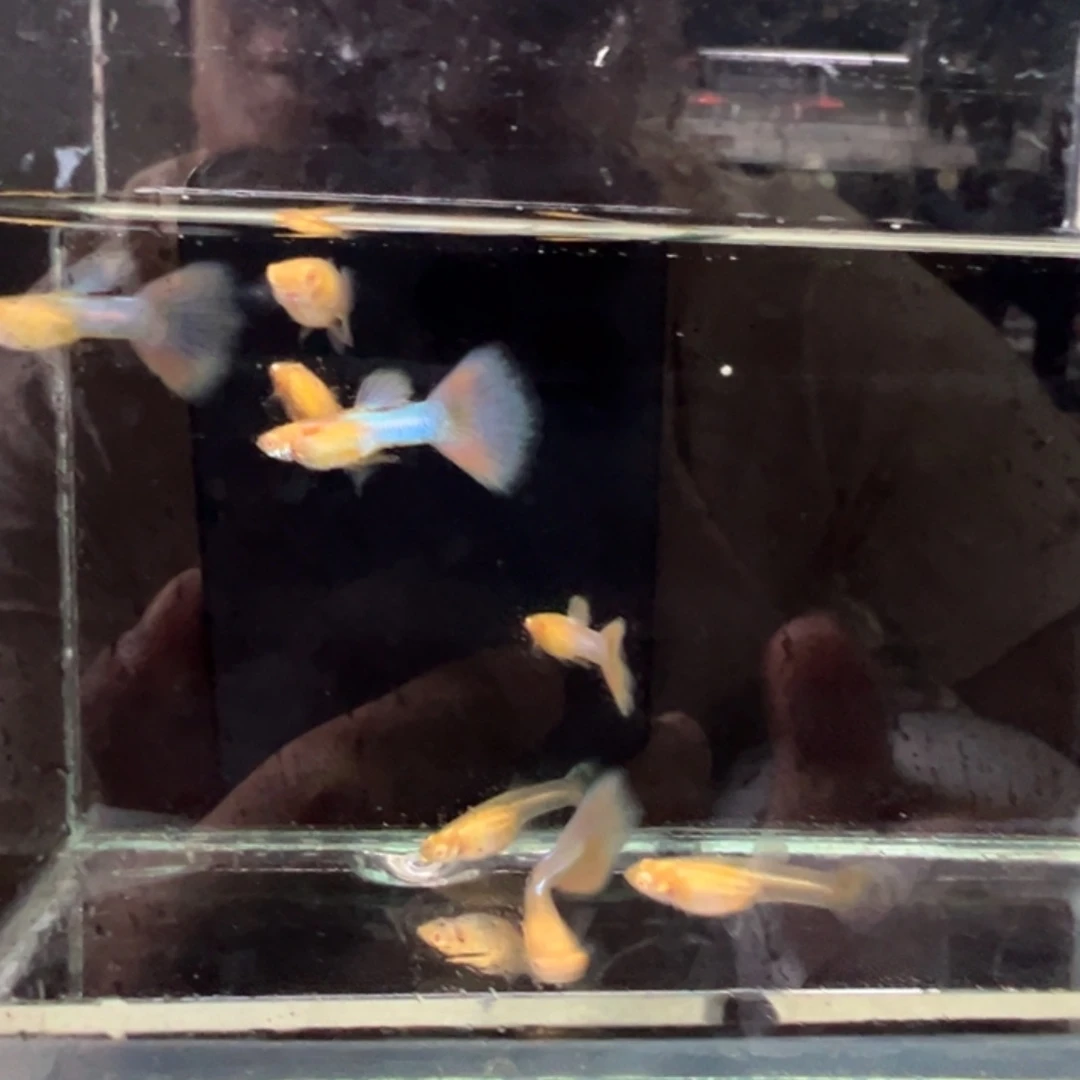 孔雀鱼天使彩虹4对