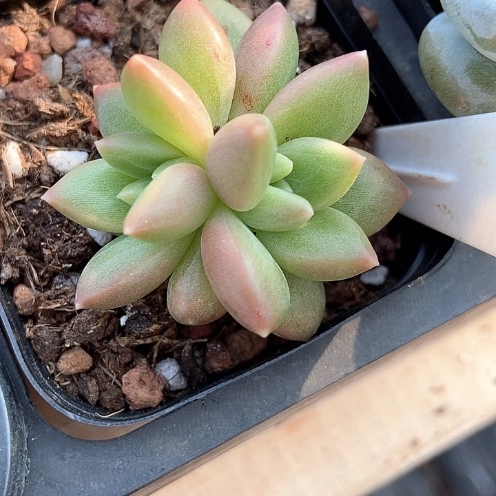 多肉植物迷雾泡泡583