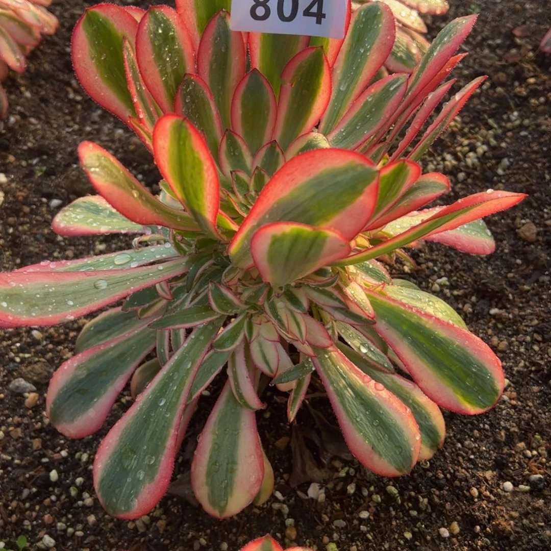 804初恋多肉植物