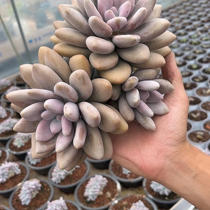 原始虞美人000000000