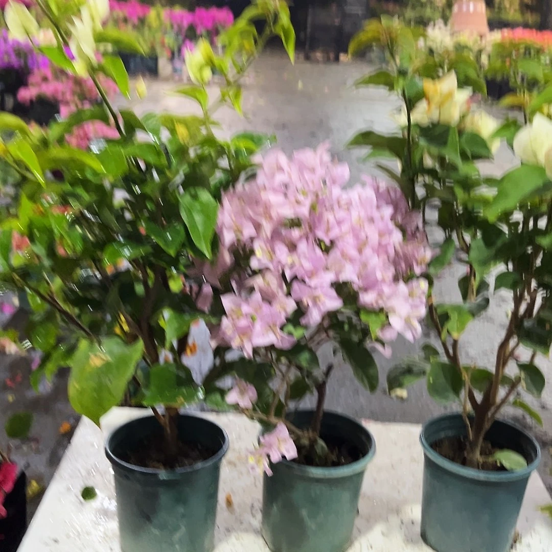 大部分花苞少量开放凤凰，苹果花，浅彩虹