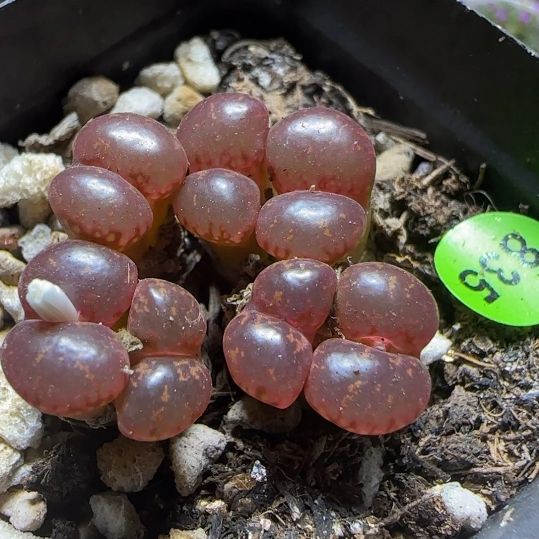 漂漂亮亮多肉植物835