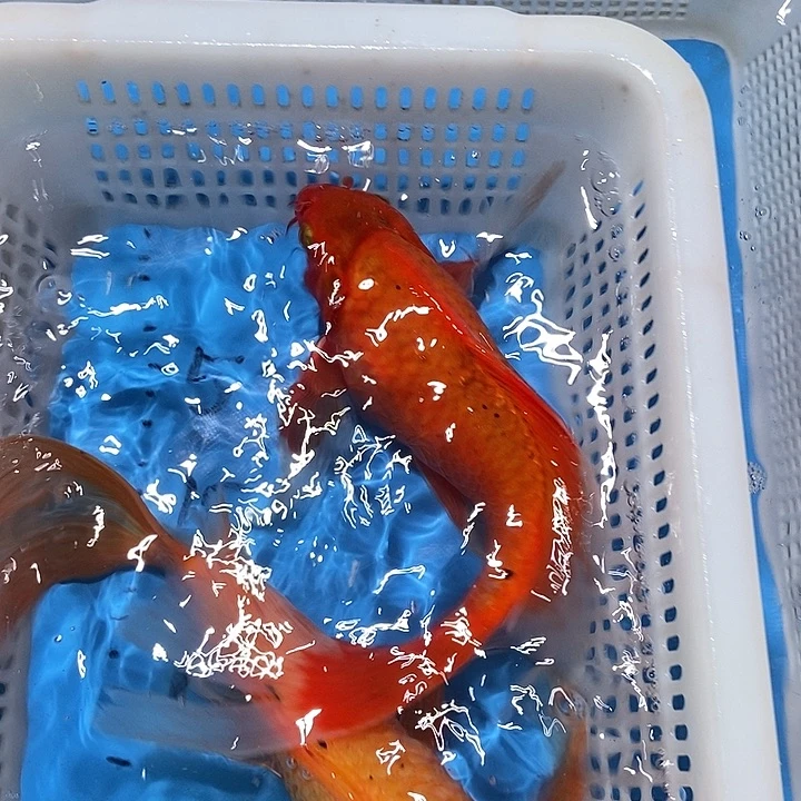 锦鲤锦鲤包邮包售后