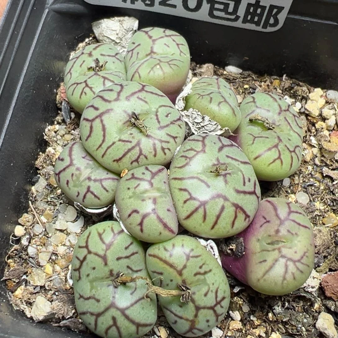 【闪购商品】 734。