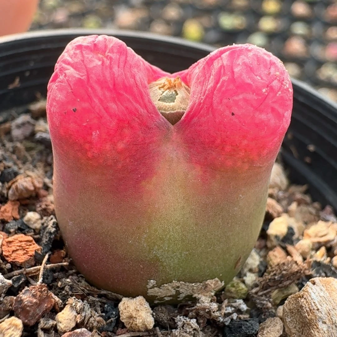 133一颗0000000000000