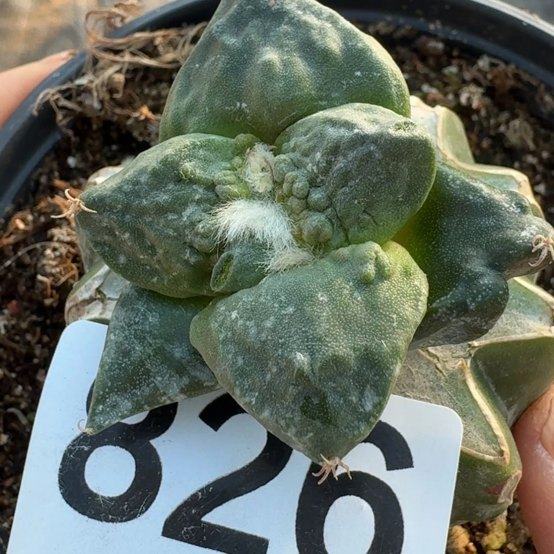 【闪购商品】村主怒涛有背尤826