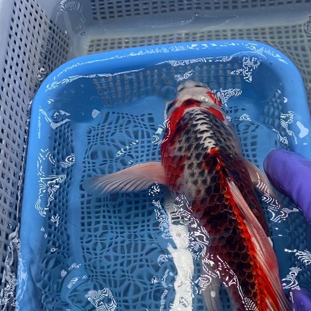 锦鲤冷水锦鲤包邮