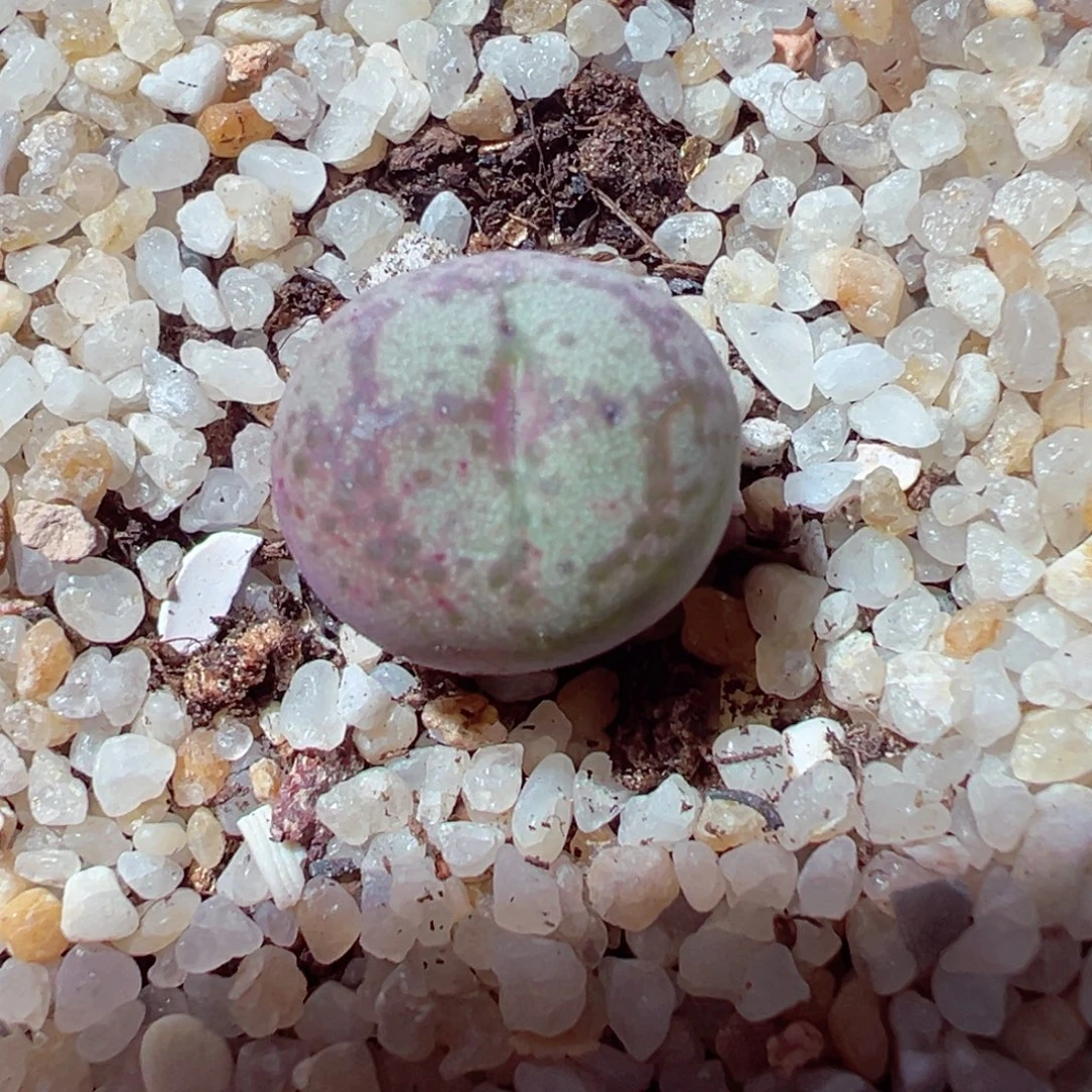 1202-327多肉多肉猴脸