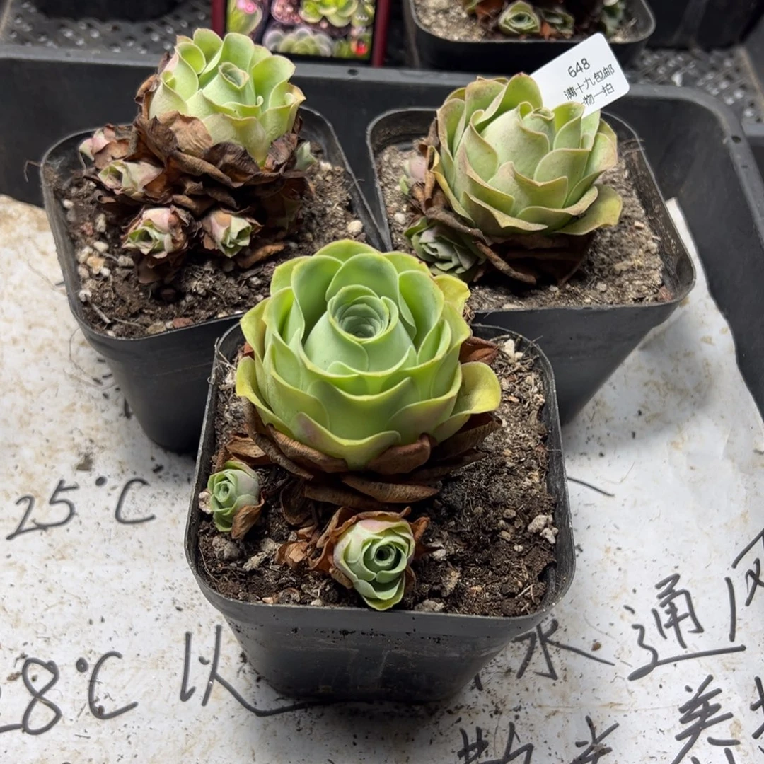 648 侧牙掉了不包损无售后
