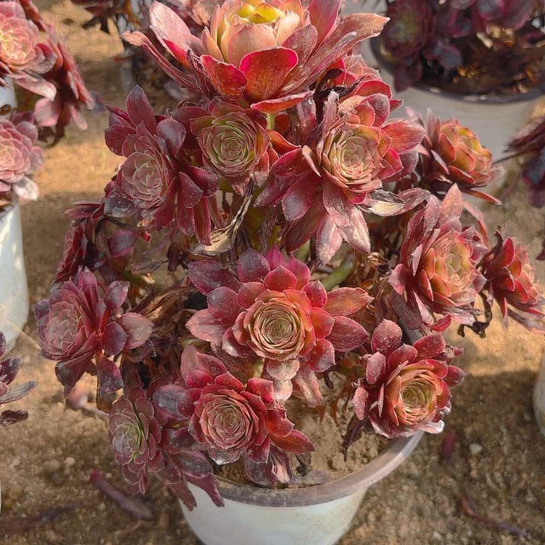 烟花多肉植物手捧